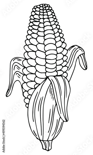 A cute hand-drawn ear of ripe corn. Doodle vector illustration for vegetable blanks, cooking recipes and kitchen design.