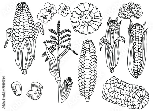 Corn with leaves set, vector illustration, hand drawing sketch