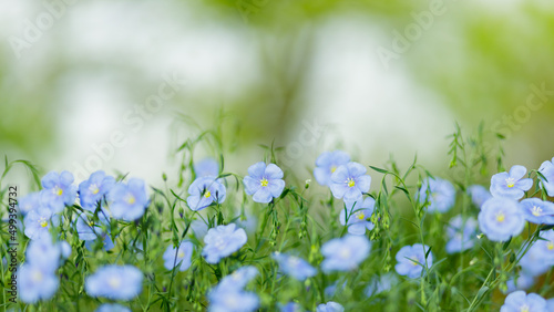 Fototapeta Naklejka Na Ścianę i Meble -  Blue flax flowers on a blurred background. Blooming flax field. Copy space