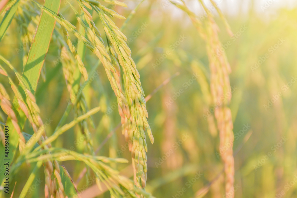 Field of ripe yellow rice grains and green leaves of rice fields in the morning Field of ripe yellow rice grains and green leaves of rice fields in the morning