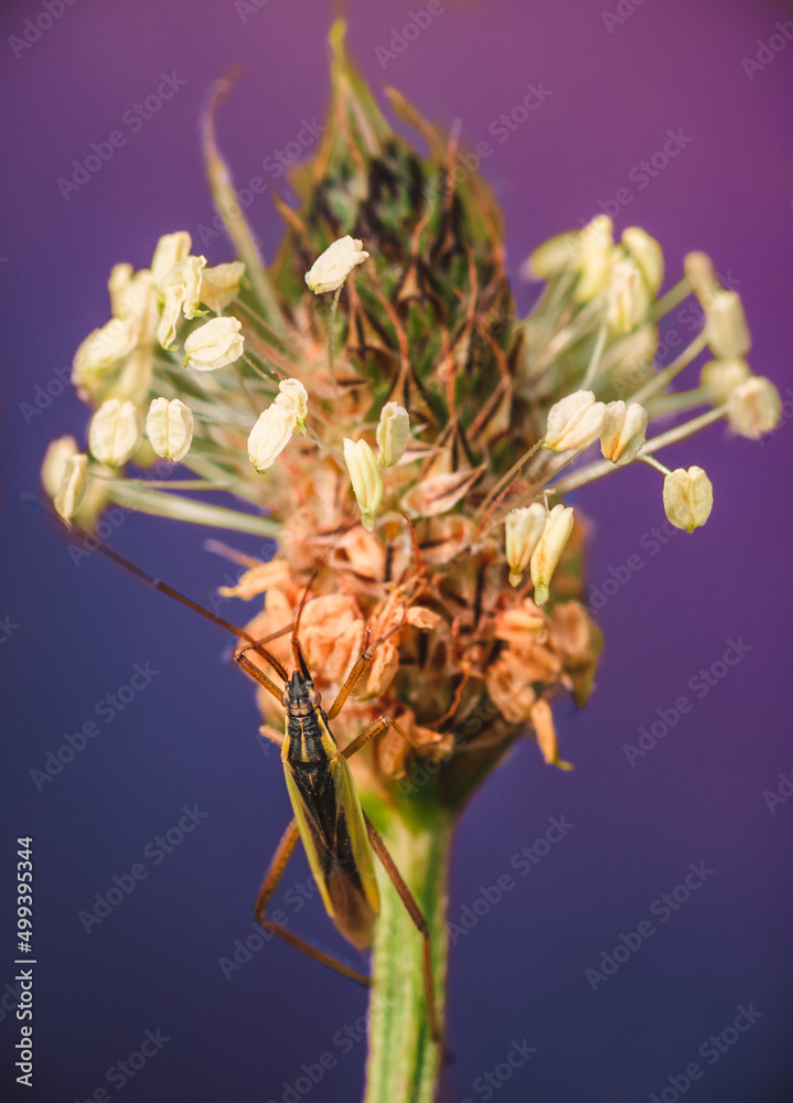 Macro shot insect on a flower with vibrant background
Macro shot insect on a flower with vibrant background