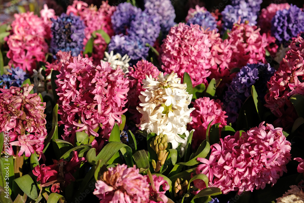 Floral background from Hyacinth. Large flower bed with multi-colored hyacinths, traditional easter flowers, spring background. Close-up macro photo, selective focus. Ideal for greeting festive card.