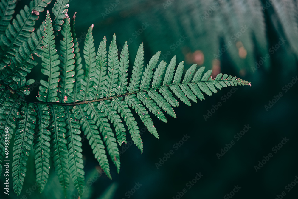fern leaf background high detail of isolated fern leafs blurry background 