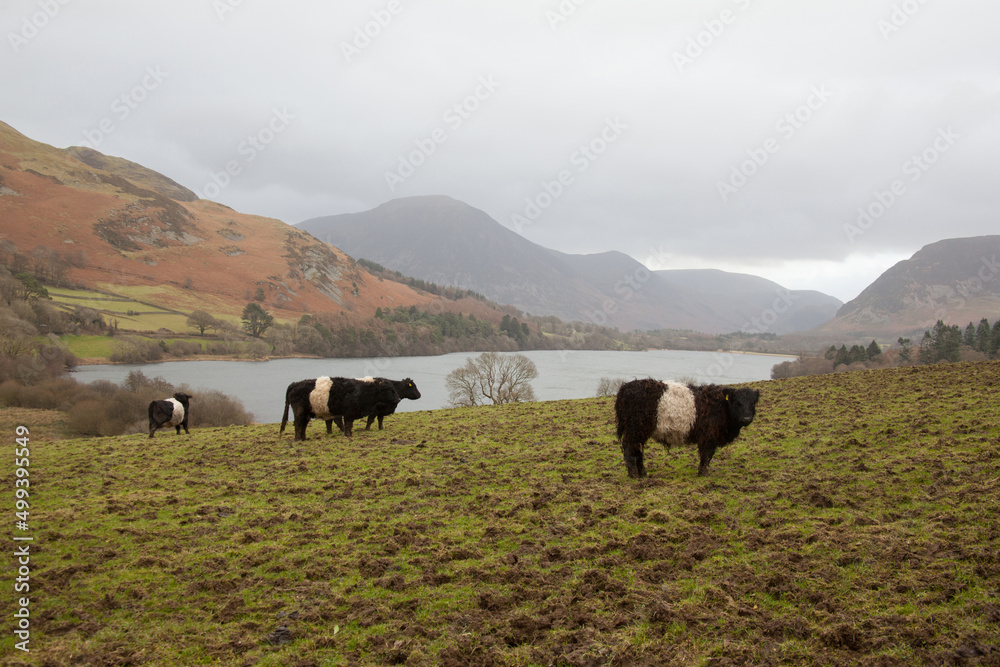 Cows grazing at Loweswater Lake in The Lake District in Cumbria in the UK Cows grazing at Loweswater Lake in The Lake District in Cumbria in the UK