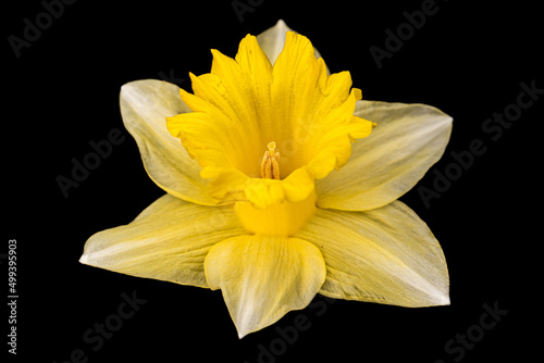 yellow daffodil isolated on black