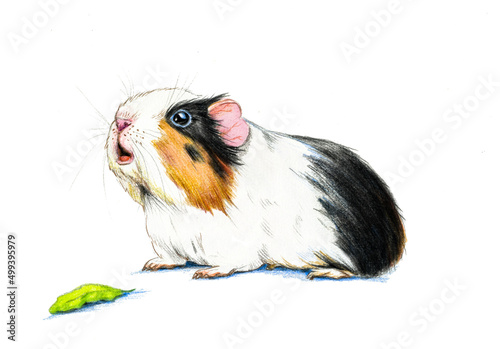 Guinea pig isolated on white photo