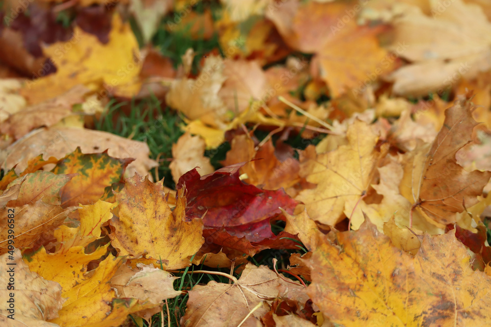 Autumn yellow and red maple leaves on green grass Autumn yellow and red maple leaves on green grass