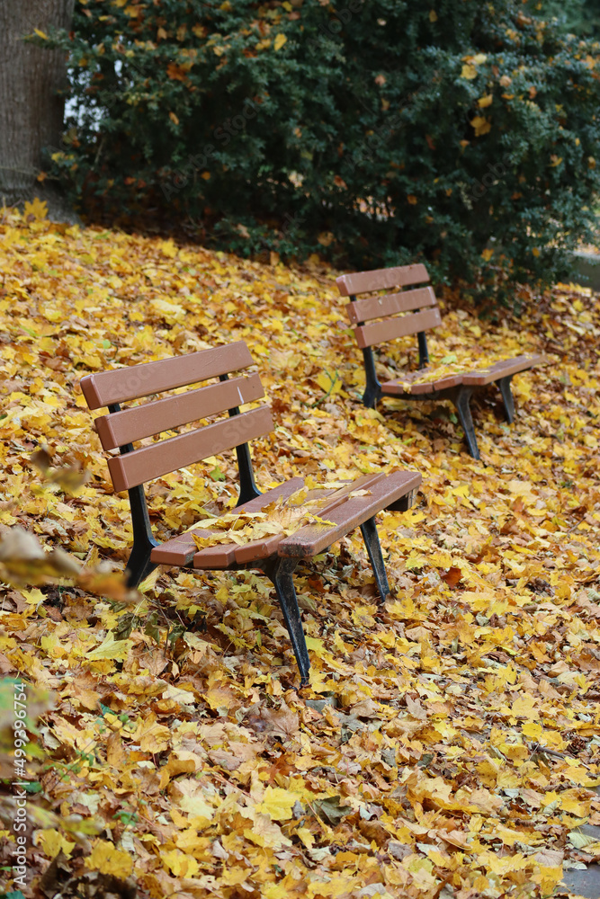 Bench in the park swept by autumn yellow maple leaves