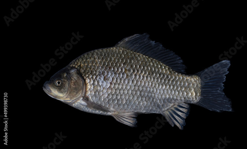 The Prussian carp, silver Prussian carp or Gibel carp (Carassius gibelio)