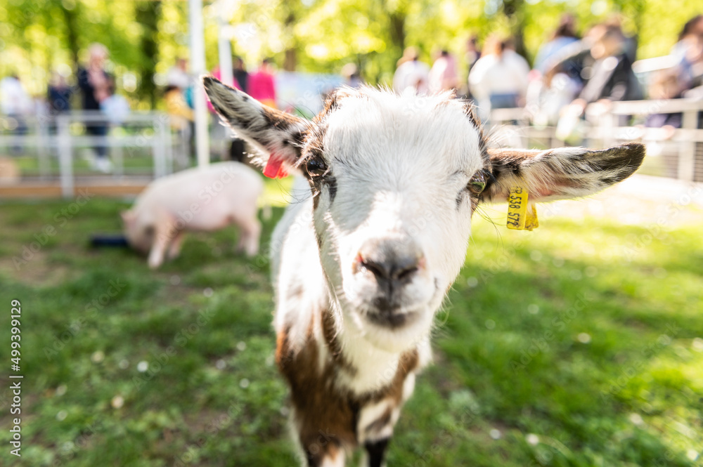 Obraz premium Chèvre dans le jardin