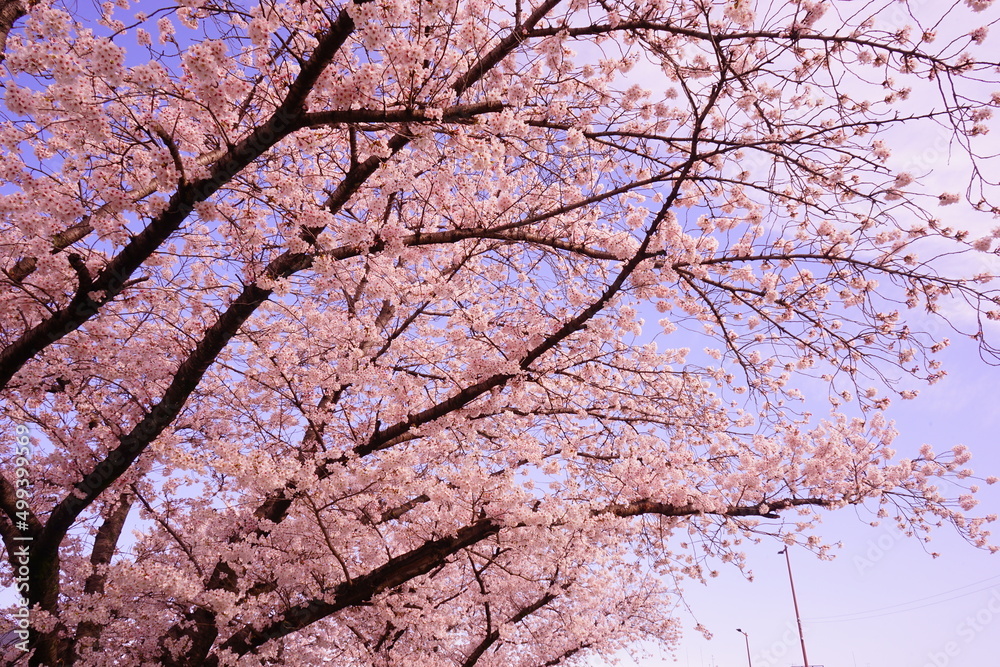 Saho-gawa River surrounded by Pink Sakura Tree in Nara, Japan, Spring View - 日本 奈良県 佐保川 桜 並木 Saho-gawa River surrounded by Pink Sakura Tree in Nara, Japan, Spring View - 日本 奈良県 佐保川 桜 並木