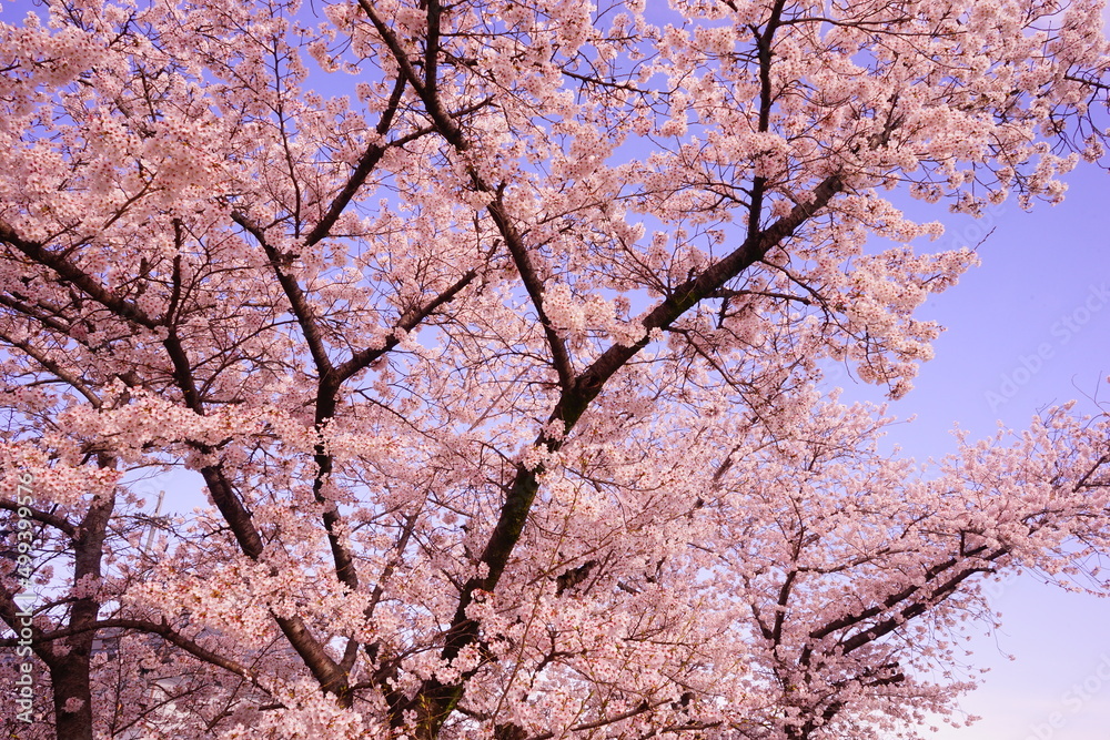 Saho-gawa River surrounded by Pink Sakura Tree in Nara, Japan, Spring View - 日本 奈良県 佐保川 桜 並木 Saho-gawa River surrounded by Pink Sakura Tree in Nara, Japan, Spring View - 日本 奈良県 佐保川 桜 並木