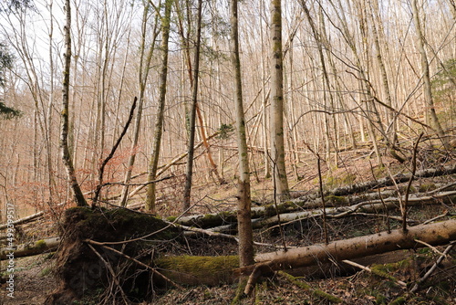 a piece of forest with storm damage