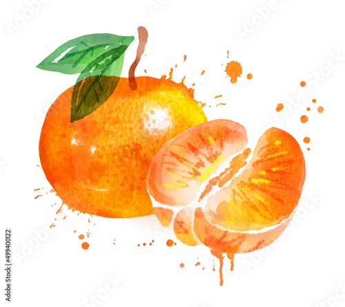 Watercolor vector illustration of mandarin