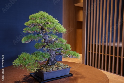 Pine Tree Bonsai in Japan - 日本 盆栽  photo