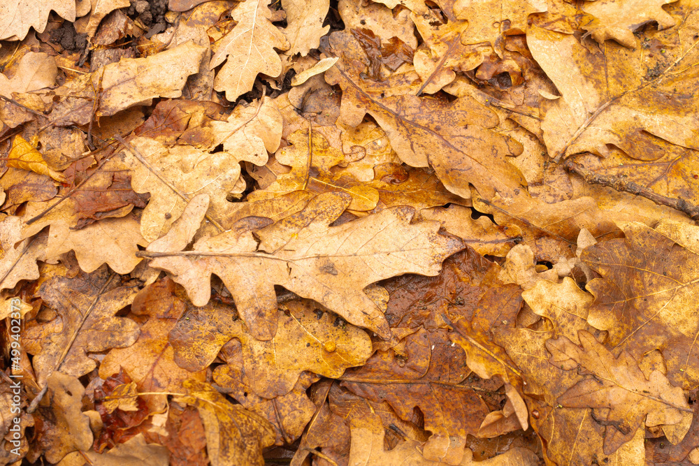 Autumn leaves: fallen oak leaves, the smell of the forest. Nature concept Autumn leaves: fallen oak leaves, the smell of the forest. Nature concept