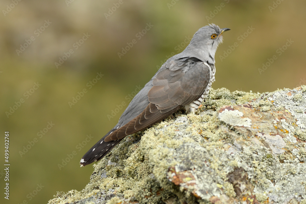 Fototapeta premium A cuckoo poses on the stone in spring