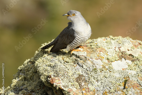 A cuckoo poses on the stone in spring