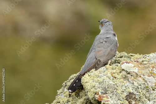 A cuckoo poses on the stone in spring © Juan Pablo Fuentes S