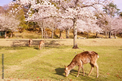Japanese Deer with Cherry Blossom at Nara Park in Japan -                                         