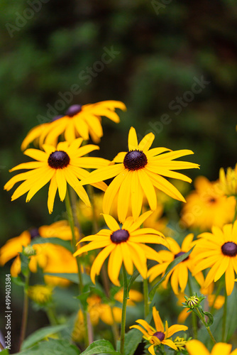 Photos Yellow rudbeckia flowers in full bloom