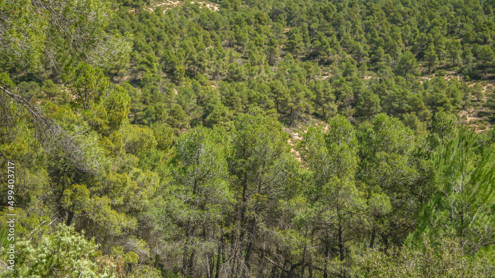Bosque mediterráneo de pinos en su linde con Castilla La Mancha