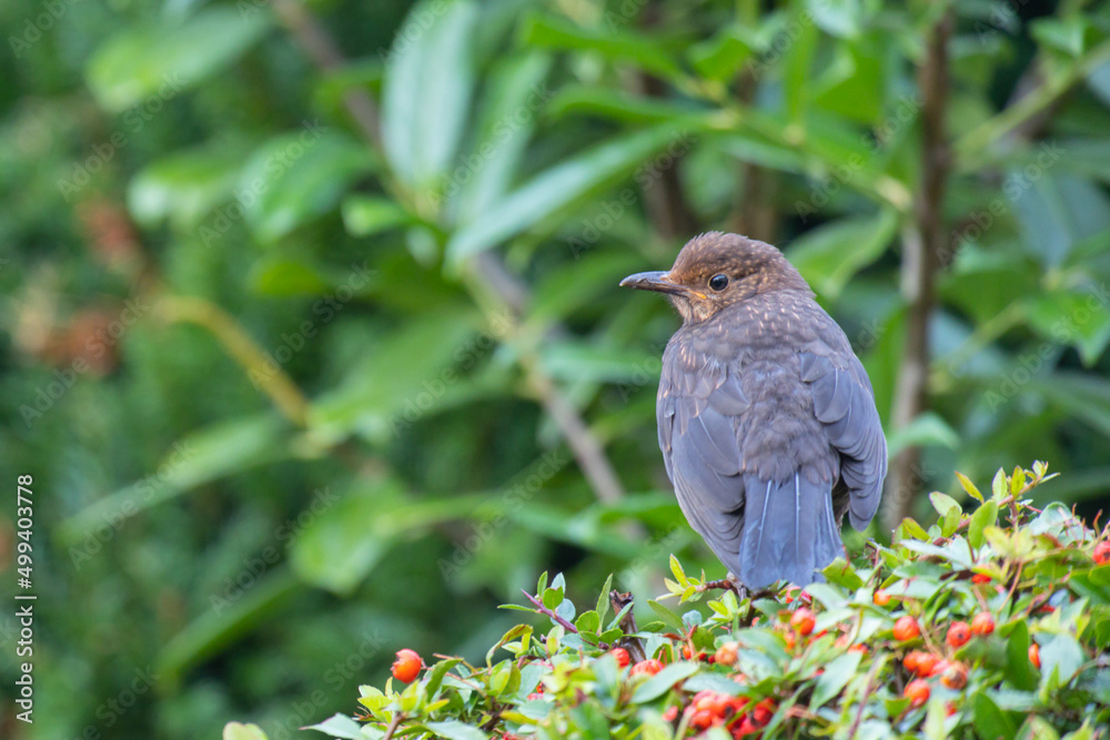 A blackbird (turdus merula) sitting on a bush of firethorn (pyracantha) with red berries A blackbird (turdus merula) sitting on a bush of firethorn (pyracantha) with red berries