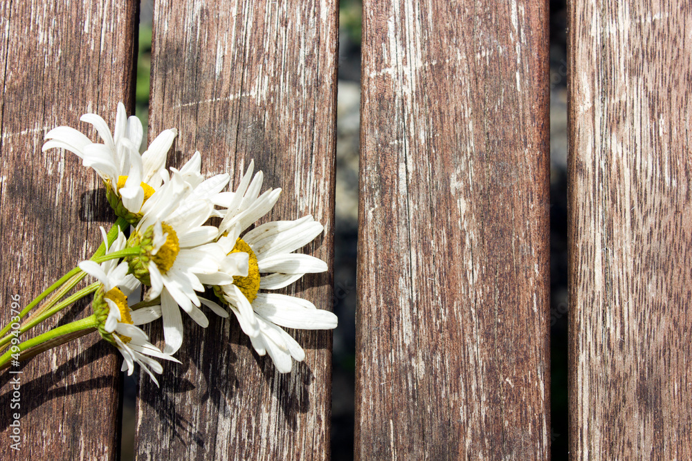 Obraz premium Chamomile. Bouquet of daisies on a wooden background. Chamomile in nature. Chamomile flowers I am in the sunlight. Flowers. The bouquet is located on the left. Copy space. Top view. Flat lay.