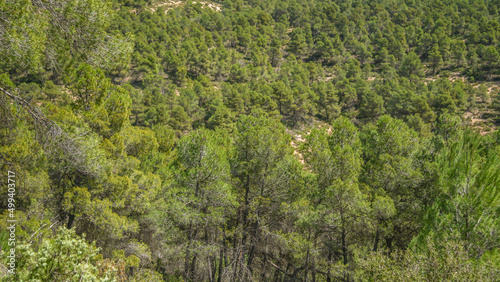 Bosque mediterráneo de pinos en su linde con Castilla La Mancha
