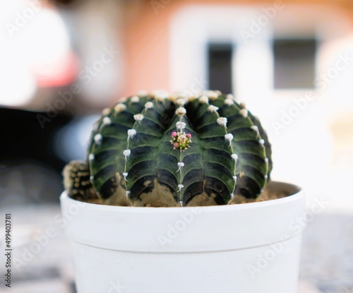 Close-up Gymnocalycium LB2178 with cactus shoot.
