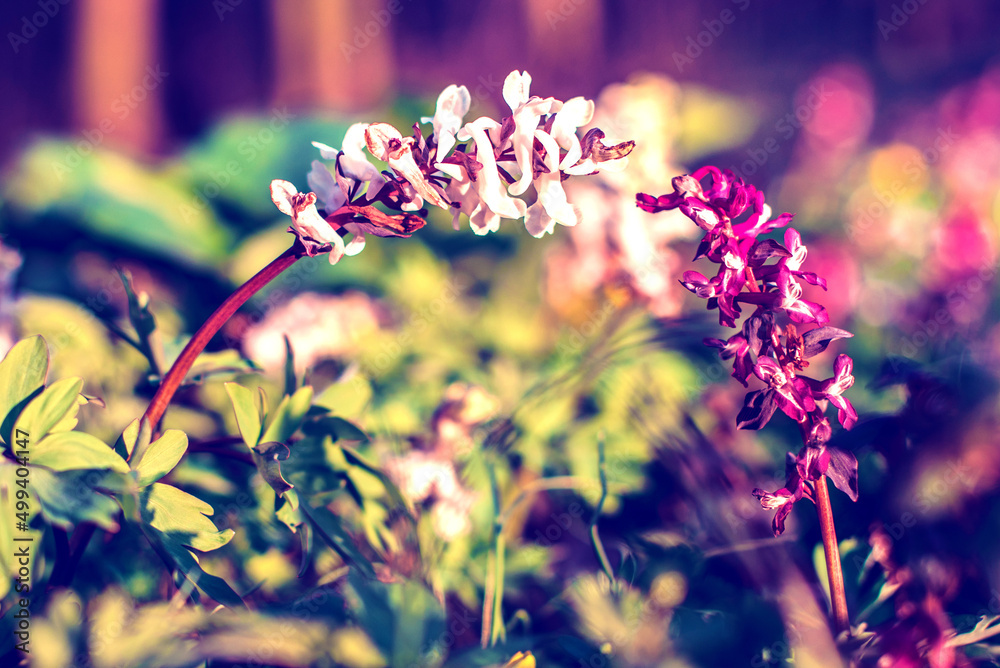 Beautiful optimistic inspirational landscape. two flowers sprout in the forest. Vintage style. (courtship, couple, love, feelings, February 14 - concept)