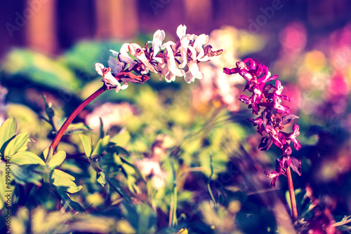Obraz na płótnie Beautiful optimistic inspirational landscape. two flowers sprout in the forest. Vintage style. (courtship, couple, love, feelings, February 14 - concept) w salonie