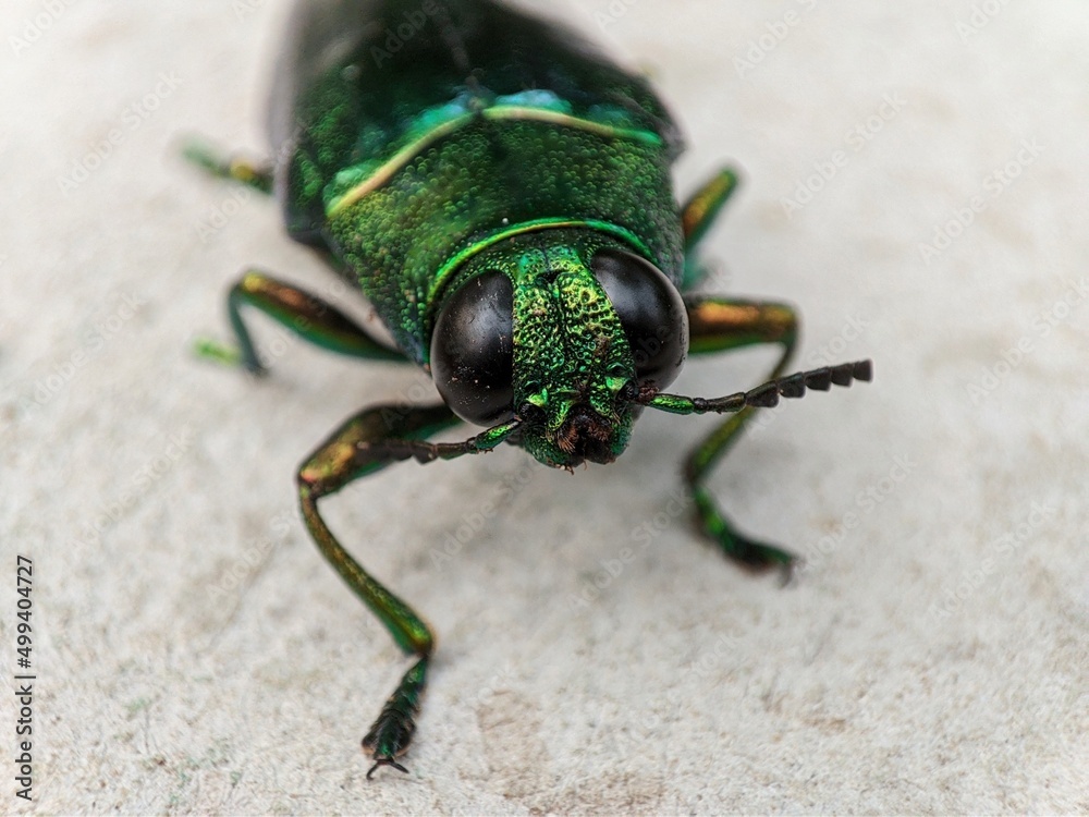 Green bug on the ground Green bug on the ground