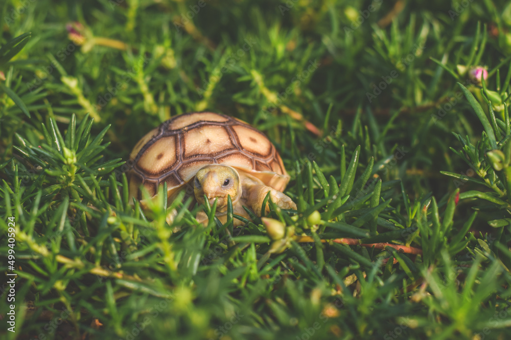 sulcata tortoise walking and eating grass. sulcata tortoise walking and eating grass.