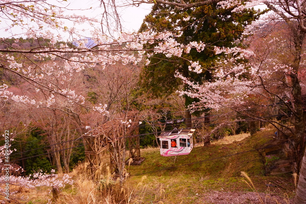 Yoshinoyama sakura cherry blossom . Mount Yoshino in Nara, Japan's most ...