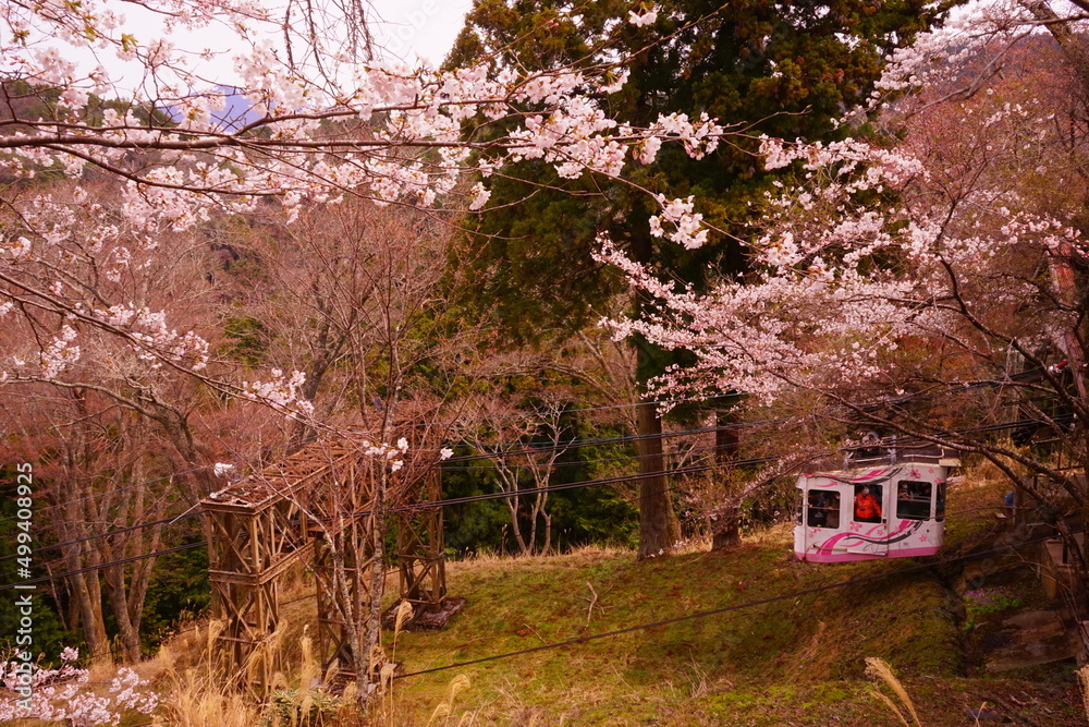 Yoshinoyama sakura cherry blossom . Mount Yoshino in Nara, Japan's most