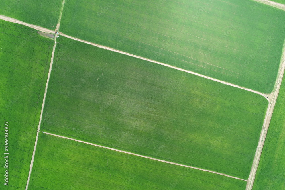 Green rice Fileds aerial view Thailand countryside