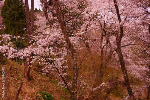 Wallpaper Mural Yoshinoyama sakura cherry blossom . Mount Yoshino in Nara, Japan's most famous cherry blossom viewing spot - 日本 奈良 吉野山 桜   Torontodigital.ca