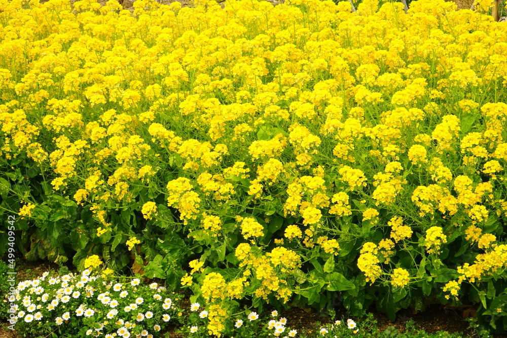 Obraz premium Yellow canola flower (rape blossoms) during spring. - 日本 黄色い花 菜の花