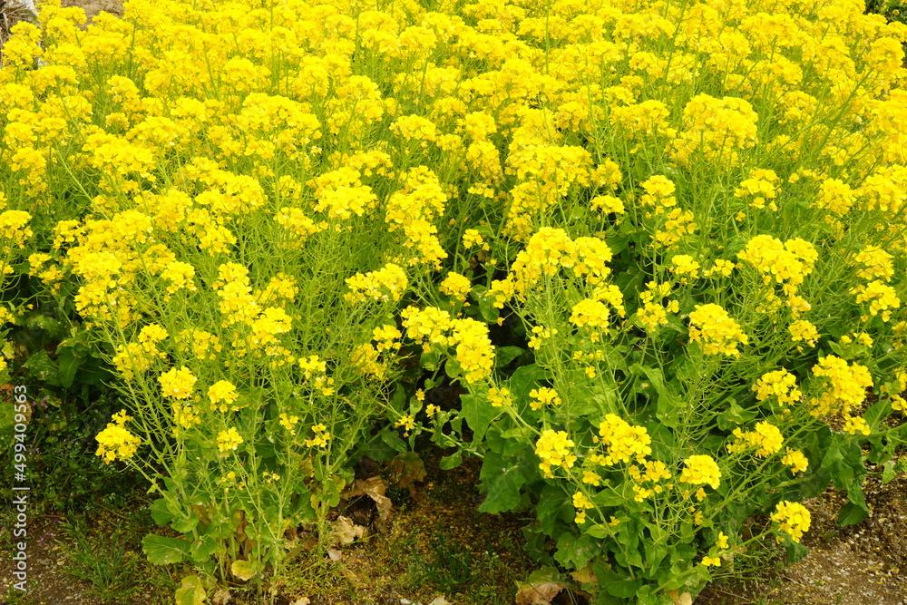 Yellow canola flower (rape blossoms) during spring. - 日本 黄色い花 菜の花