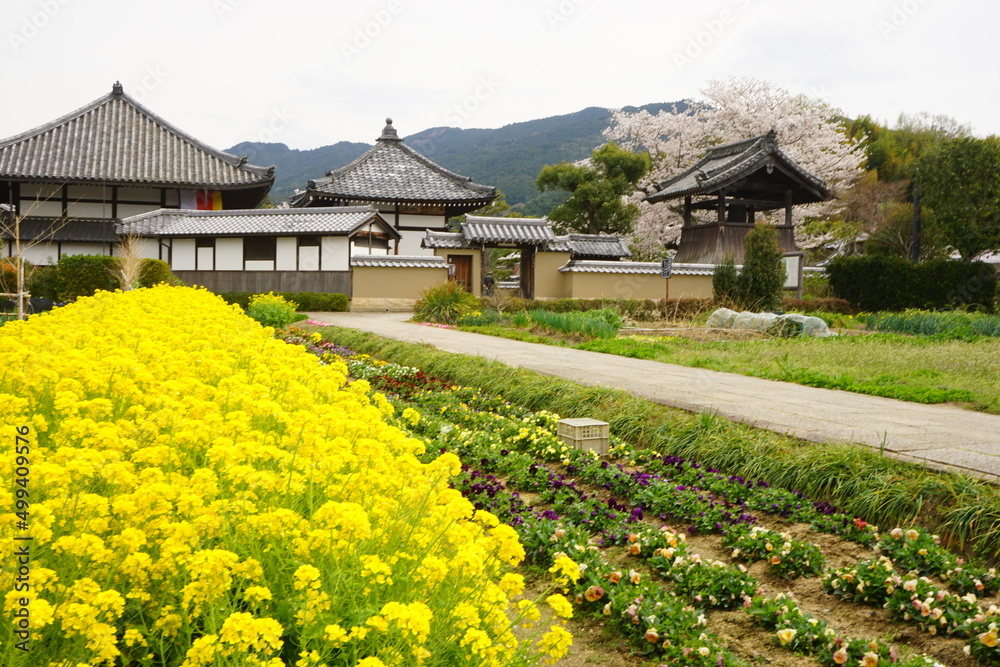 Yellow canola flower (rape blossoms) during spring. - 日本 黄色い花 菜の花 Yellow canola flower (rape blossoms) during spring. - 日本 黄色い花 菜の花