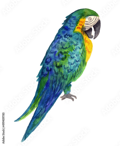 parrot blue macaw watercolor illustration