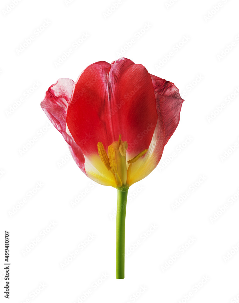 red tulip flower with green petal on white background red tulip flower with green petal on white background
