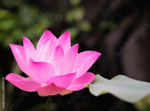 pink blooming lotus flower.