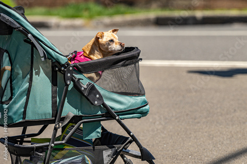 Fototapeta Naklejka Na Ścianę i Meble -  Older Small Dog in Green Stroller Looks Focused as Crosses City Street