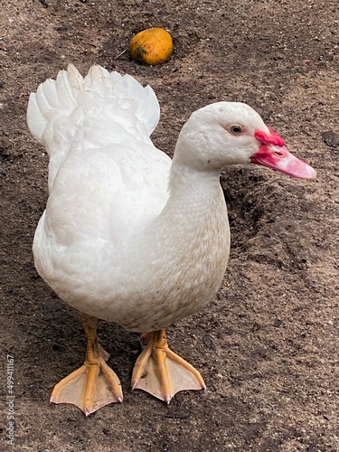 white duck stand on sand.