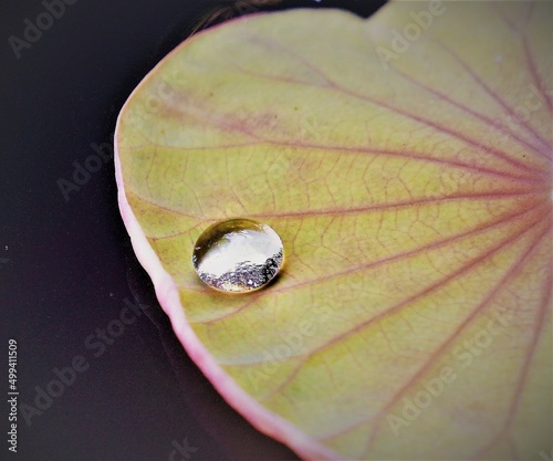 A drop of water on lotus leaf.