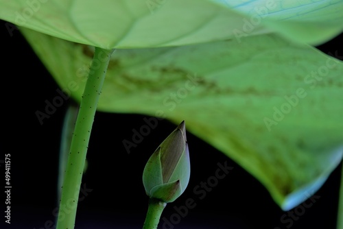 Lotus flower and leaf.