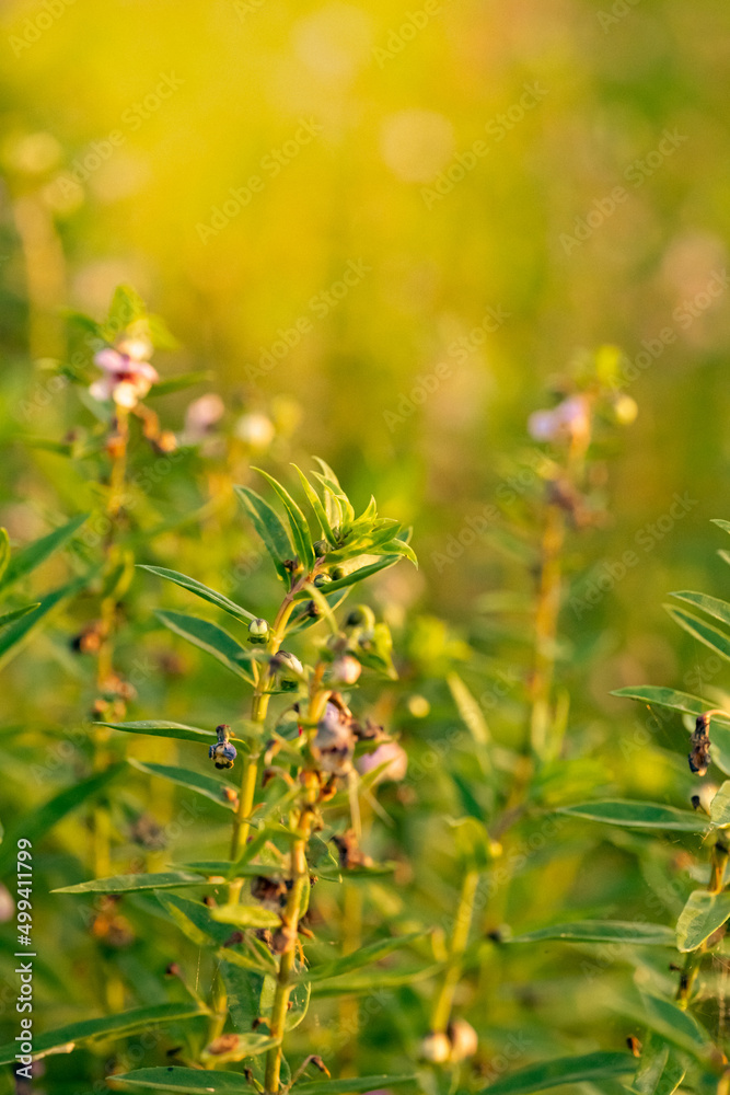 Flower and branch growing in pattern. Warm light feeling in garden. Copyspace and nice for background. wallpaper. Flower and branch growing in pattern. Warm light feeling in garden. Copyspace and nice for background. wallpaper.