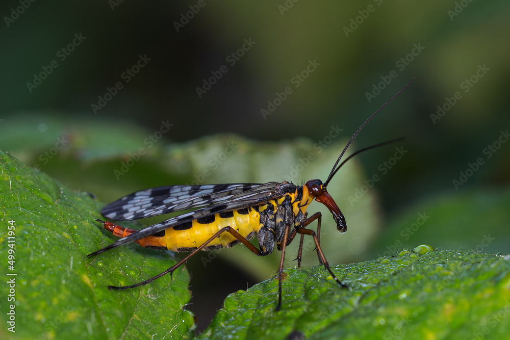 Scorpion fly in its natural environment. Scorpion fly in its natural environment.